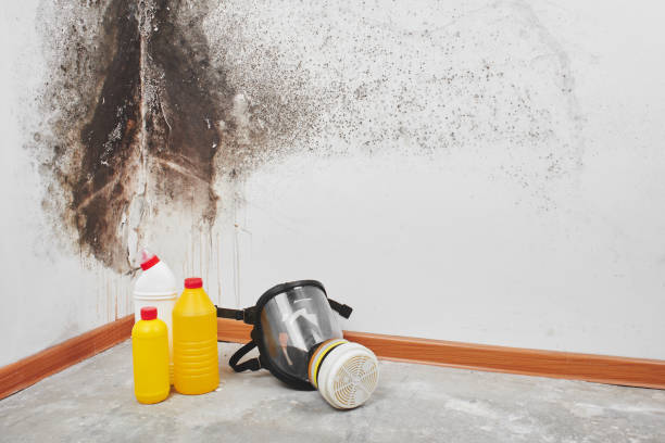 Best Office Mold Removal Services  in Middleport, NY