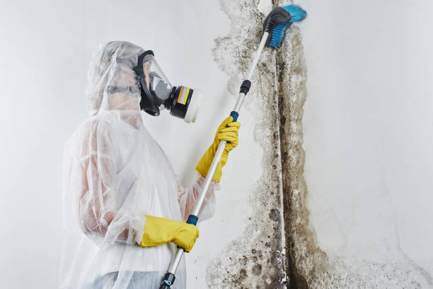 Office Mold Removal Services in Middleport, NY