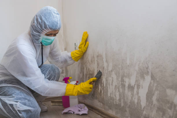 Best Certified Mold Removal  in Middleport, NY