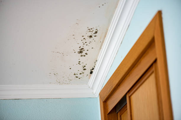 Best Mold Removal Company Near Me  in Middleport, NY