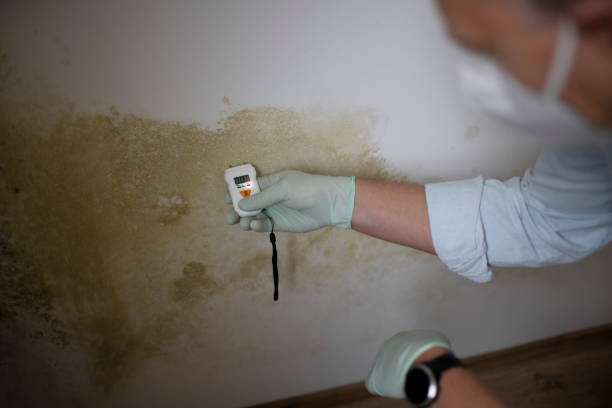 Best Mold Remediation  in Middleport, NY