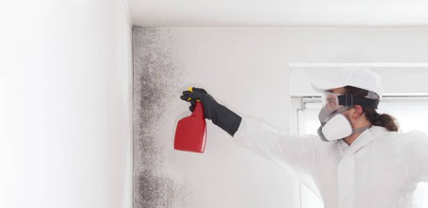 Best Local Mold Removal Service  in Middleport, NY