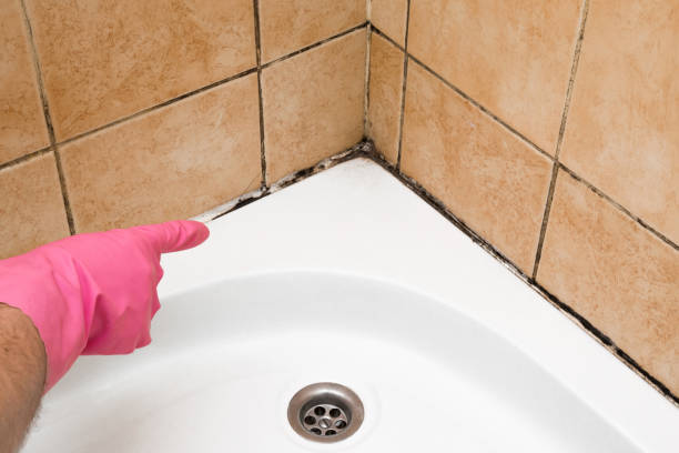 Best Office Mold Removal Services  in Middleport, NY